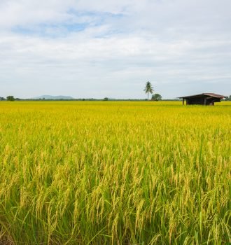 yellow-green-rice-field